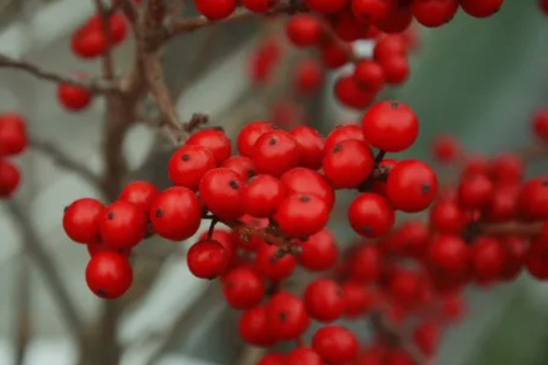 冬青果的花语，寓意生命、希望等