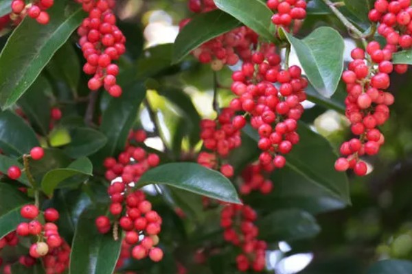 冬青果的花语，寓意生命、希望等