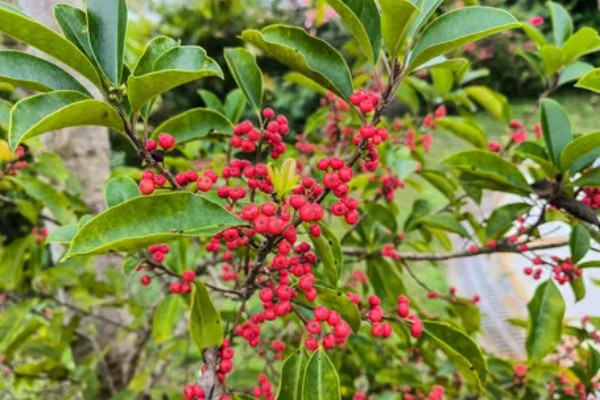 冬青果的花语，寓意生命、希望等