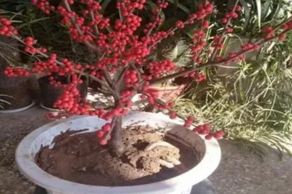 冬青果的花语，寓意生命、希望等