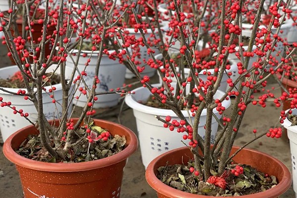 冬青果的花语，寓意生命、希望等