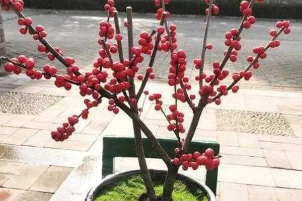冬青果的花语，寓意生命、希望等
