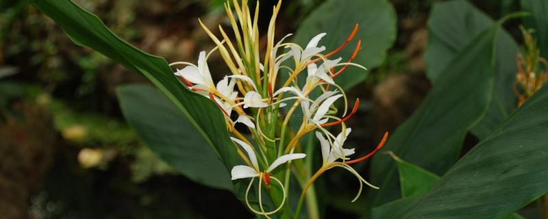 野姜花的花语是什么，寓意孤独、信赖等