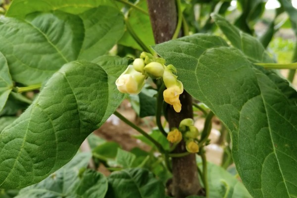 豆角的种植间距，适宜行距通常为70-80cm
