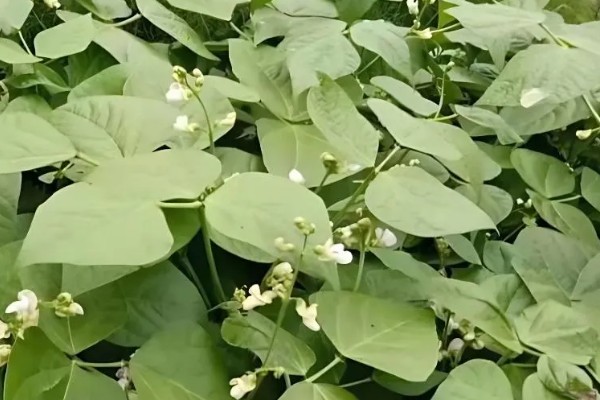 豆角的种植间距，适宜行距通常为70-80cm