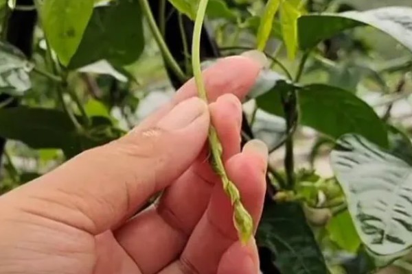 豆角的种植间距，适宜行距通常为70-80cm