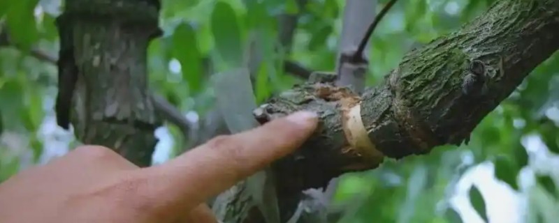 石榴树环剥的时间，通常是在春季的5-7月份进行