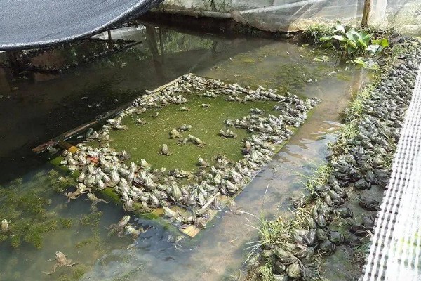 养殖一亩青蛙的成本，1亩的成本为1万元左右