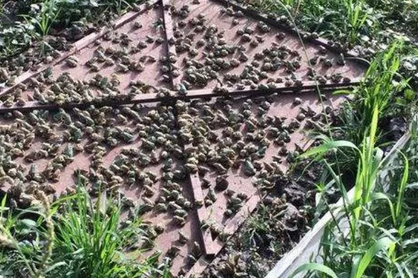 养殖一亩青蛙的成本，1亩的成本为1万元左右