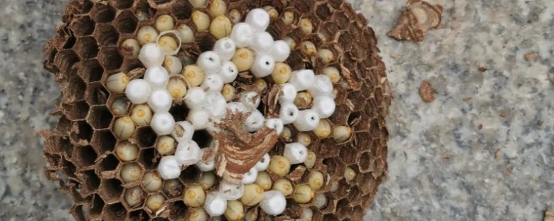 马蜂什么时候蜂蛹最多，3-10月份容易获得大量蜂蛹