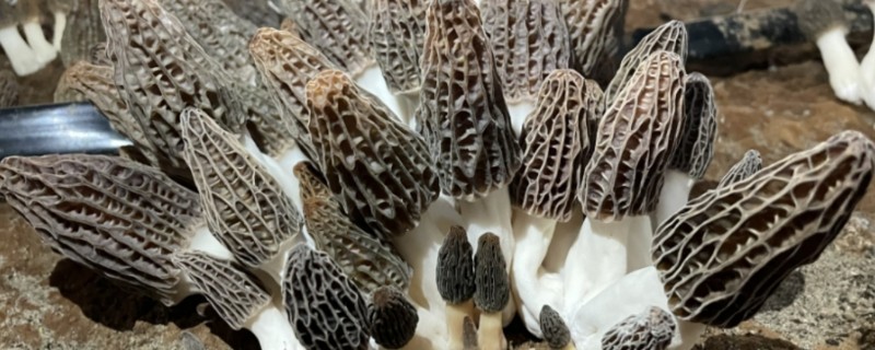 羊肚菌是不是越小越贵，价格会受到产量、市场等因素的影响