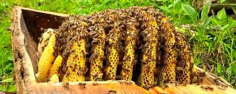 秋季蜂群的管理要点，核心工作是秋繁