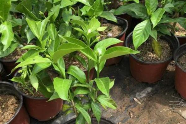 水晶茉莉叶子发黄如何处理，施肥过多可以浇水稀释肥料