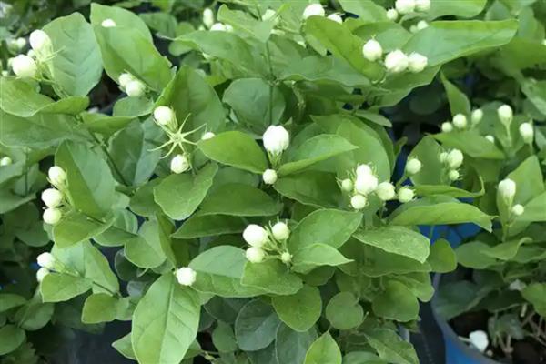 水晶茉莉叶子发黄如何处理，施肥过多可以浇水稀释肥料