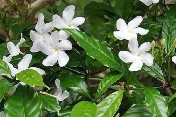 水晶茉莉叶子发黄如何处理，施肥过多可以浇水稀释肥料