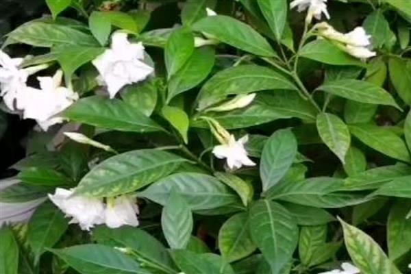 水晶茉莉叶子发黄如何处理，施肥过多可以浇水稀释肥料