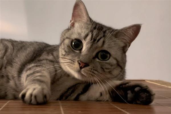 猫咪肥胖的后果,容易患上各种疾病