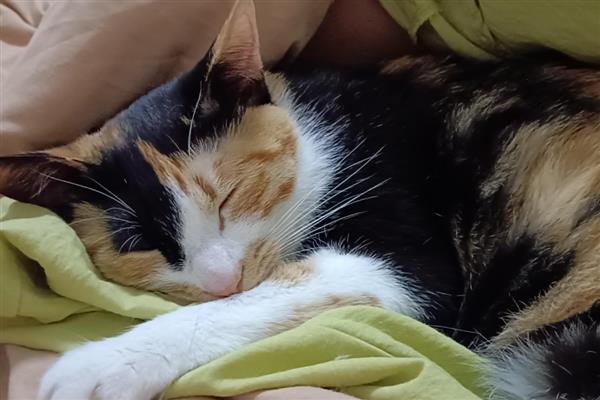 猫咪肥胖的后果,容易患上各种疾病