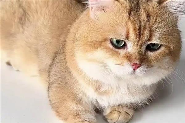 猫咪肥胖的后果,容易患上各种疾病