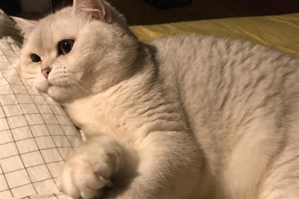 猫咪肥胖的后果,容易患上各种疾病