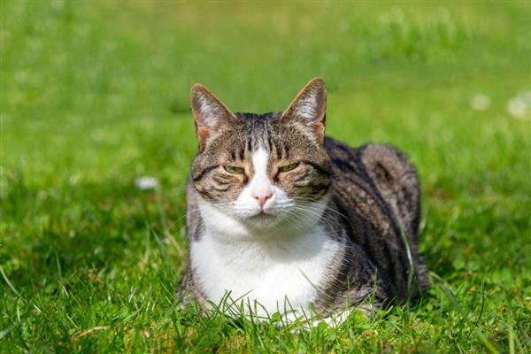 猫咪肥胖的后果,容易患上各种疾病