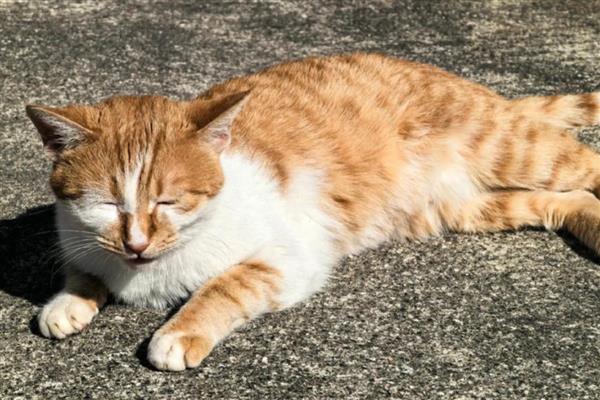 猫咪肥胖的后果,容易患上各种疾病