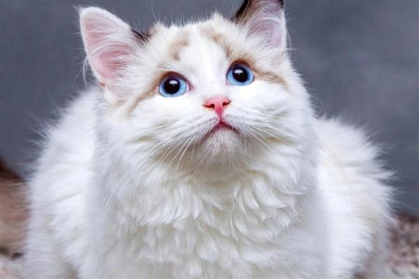 猫咪肥胖的后果,容易患上各种疾病