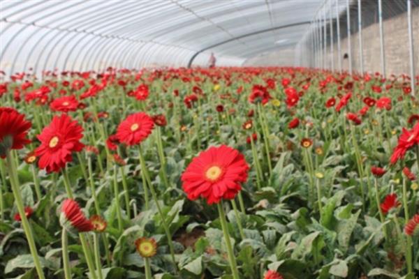 怎么养扶郎花,要分季适量浇水