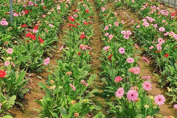 怎么养扶郎花,要分季适量浇水