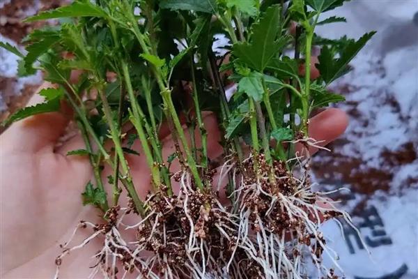 怎么养扶郎花,要分季适量浇水
