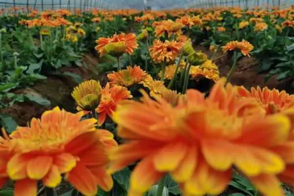 怎么养扶郎花,要分季适量浇水
