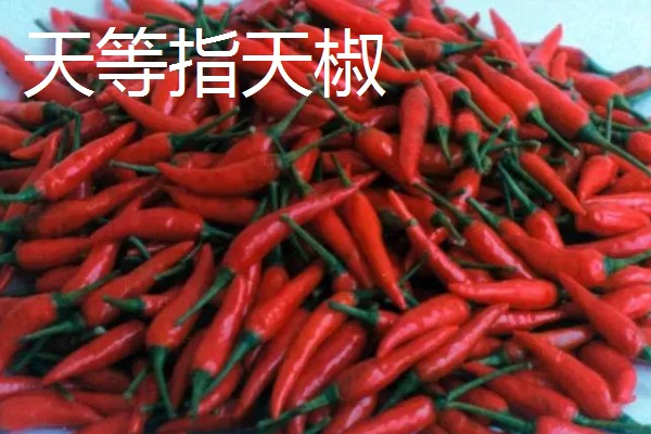 广西天等县的特产,有指天椒、苦丁茶等