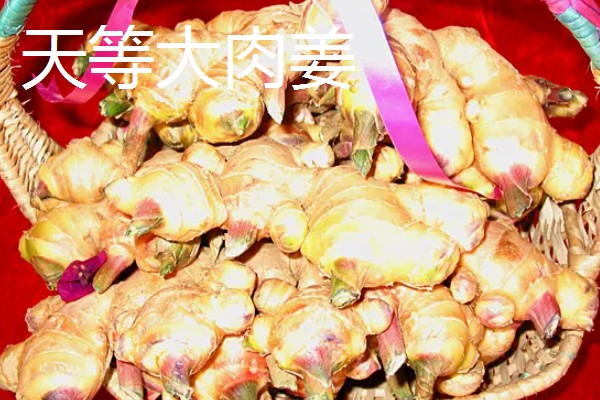 广西天等县的特产,有指天椒、苦丁茶等