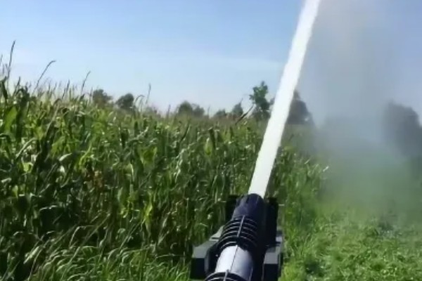 玉米的叶龄指数，叶龄指数为30左右