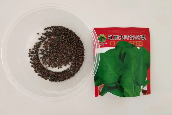 空心菜如何育苗，先要浸种催芽