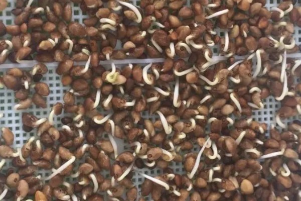 空心菜如何育苗，先要浸种催芽