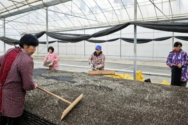 空心菜如何育苗，先要浸种催芽