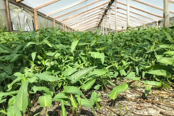 空心菜如何育苗，先要浸种催芽
