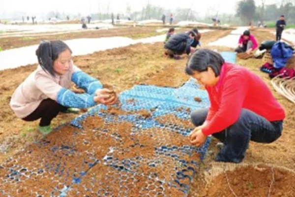 空心菜如何育苗，先要浸种催芽