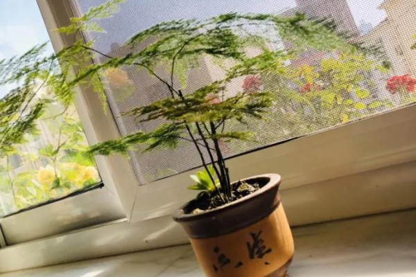 隔夜茶水可以浇文竹吗,隔夜茶水能浇文竹