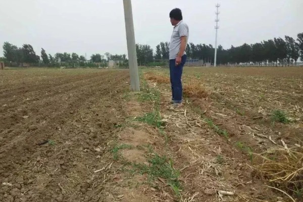 玉米为什么出苗不齐，可能是整地不均匀、种子质量差等因素所致
