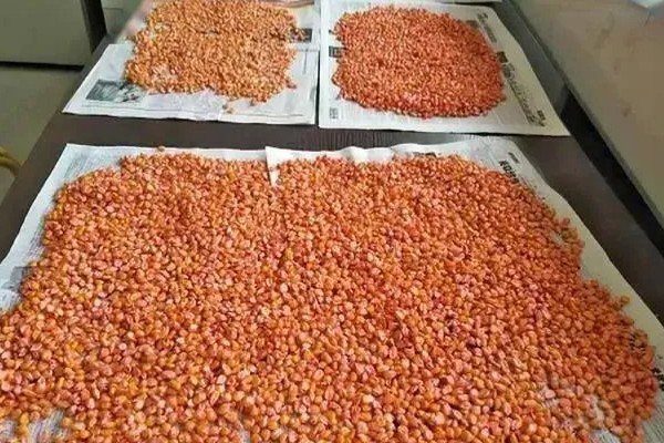 玉米为什么出苗不齐，可能是整地不均匀、种子质量差等因素所致