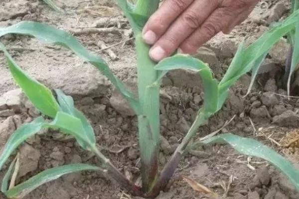 玉米为什么出苗不齐，可能是整地不均匀、种子质量差等因素所致