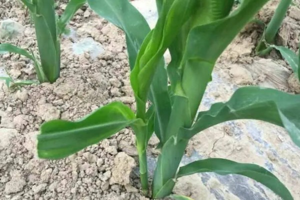 玉米为什么出苗不齐，可能是整地不均匀、种子质量差等因素所致