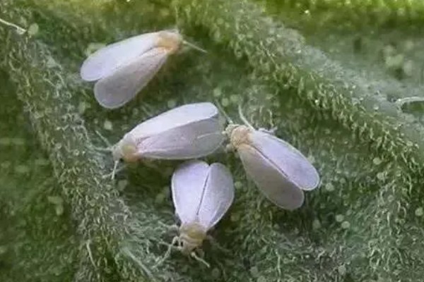 白粉虱的防治方法,发生初期可以挂黄板