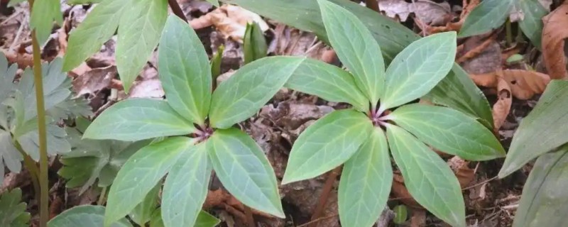 重楼的种植技术，确保行间距30-35厘米的距离