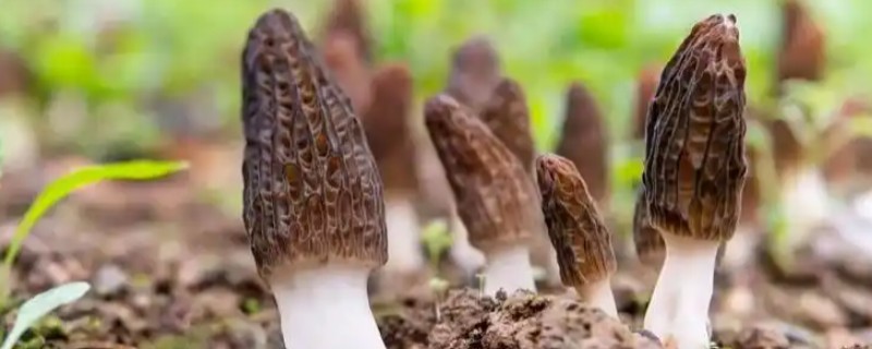 羊肚菌怎么高产，温度要保持在10-12℃