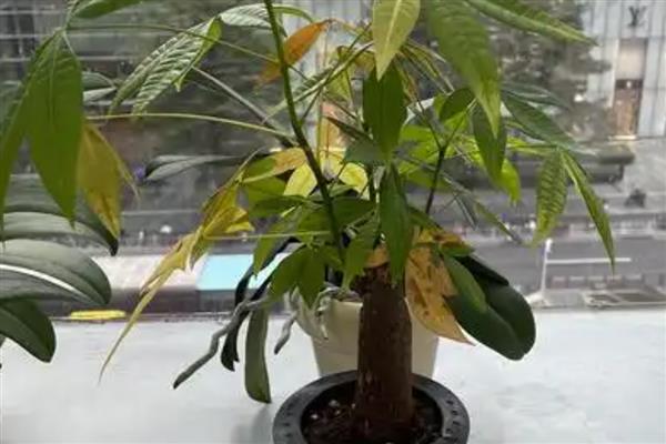 发财树黄叶的原因，可能是浇水过多所致