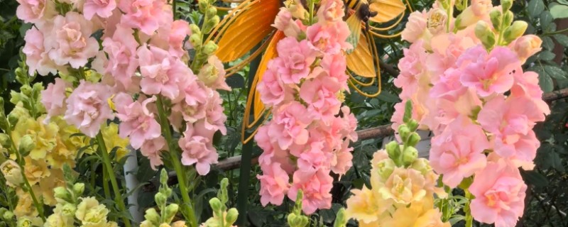 金鱼草的花语是什么，寓意清纯的心、活泼热闹等