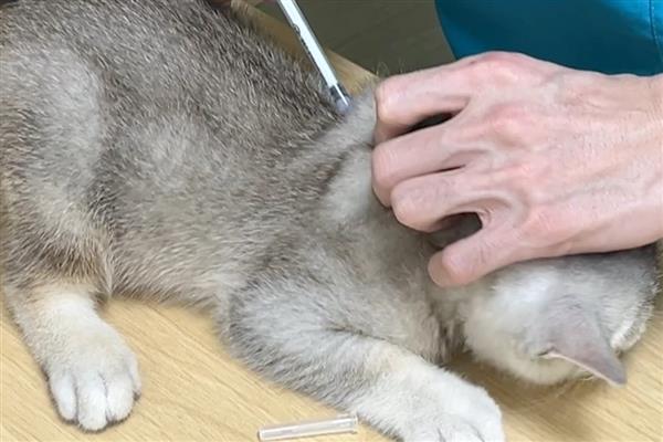 猫咪食物中毒怎么办,饲喂庆大霉素等药物